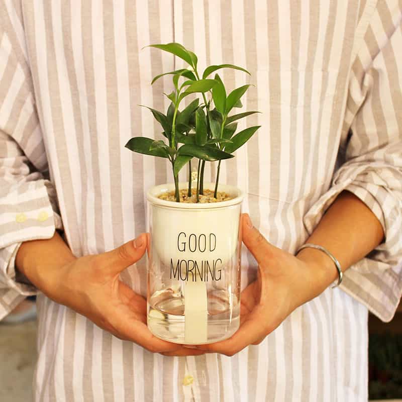 Viskana Self-watering Hydro-Flower Pot