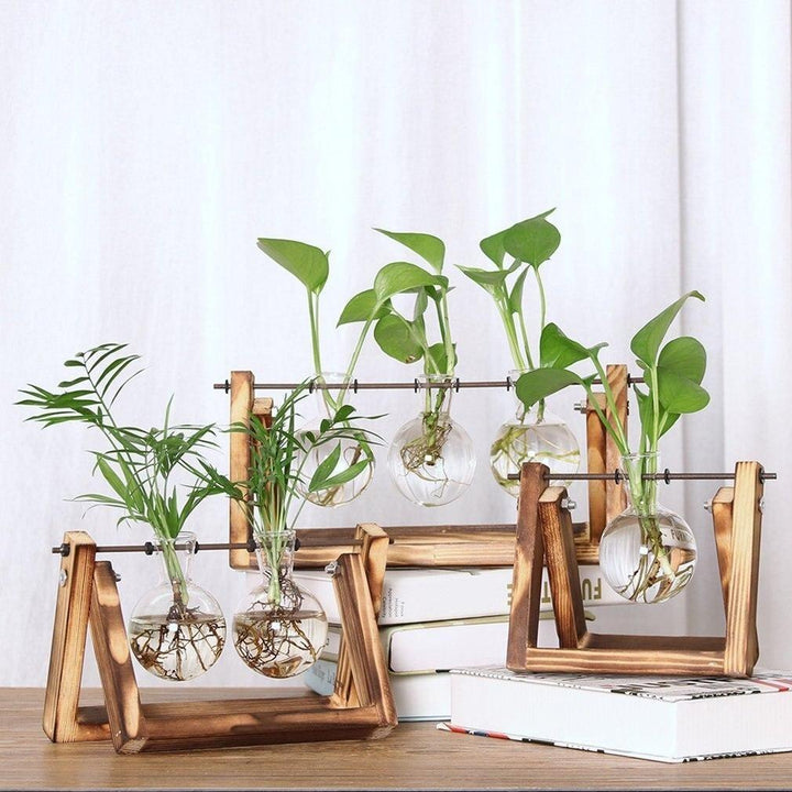 Viskana Fauna Plants Cuttings Pots | Grow your own plants at home
