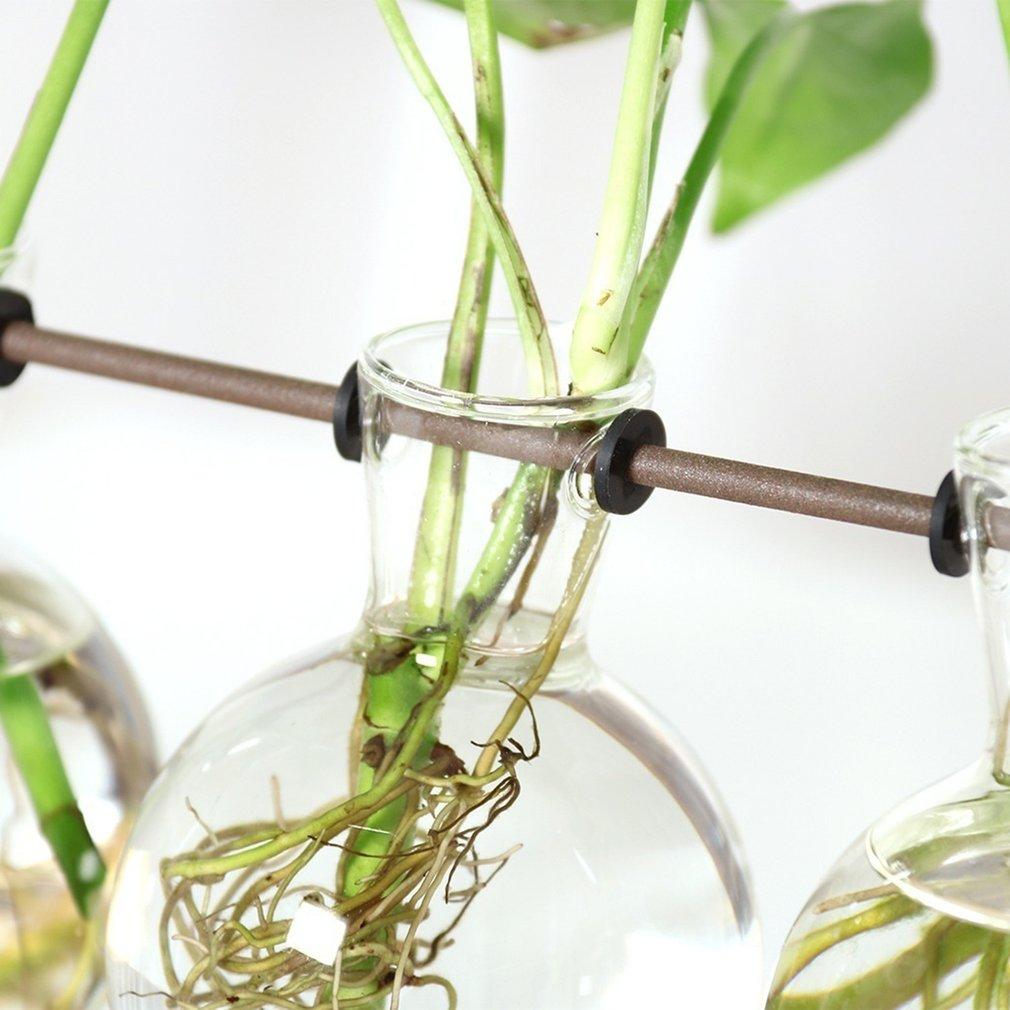 Viskana Fauna Plants Cuttings Pots | Grow your own plants at home